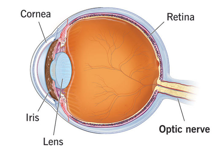 Sistema óptico ocular